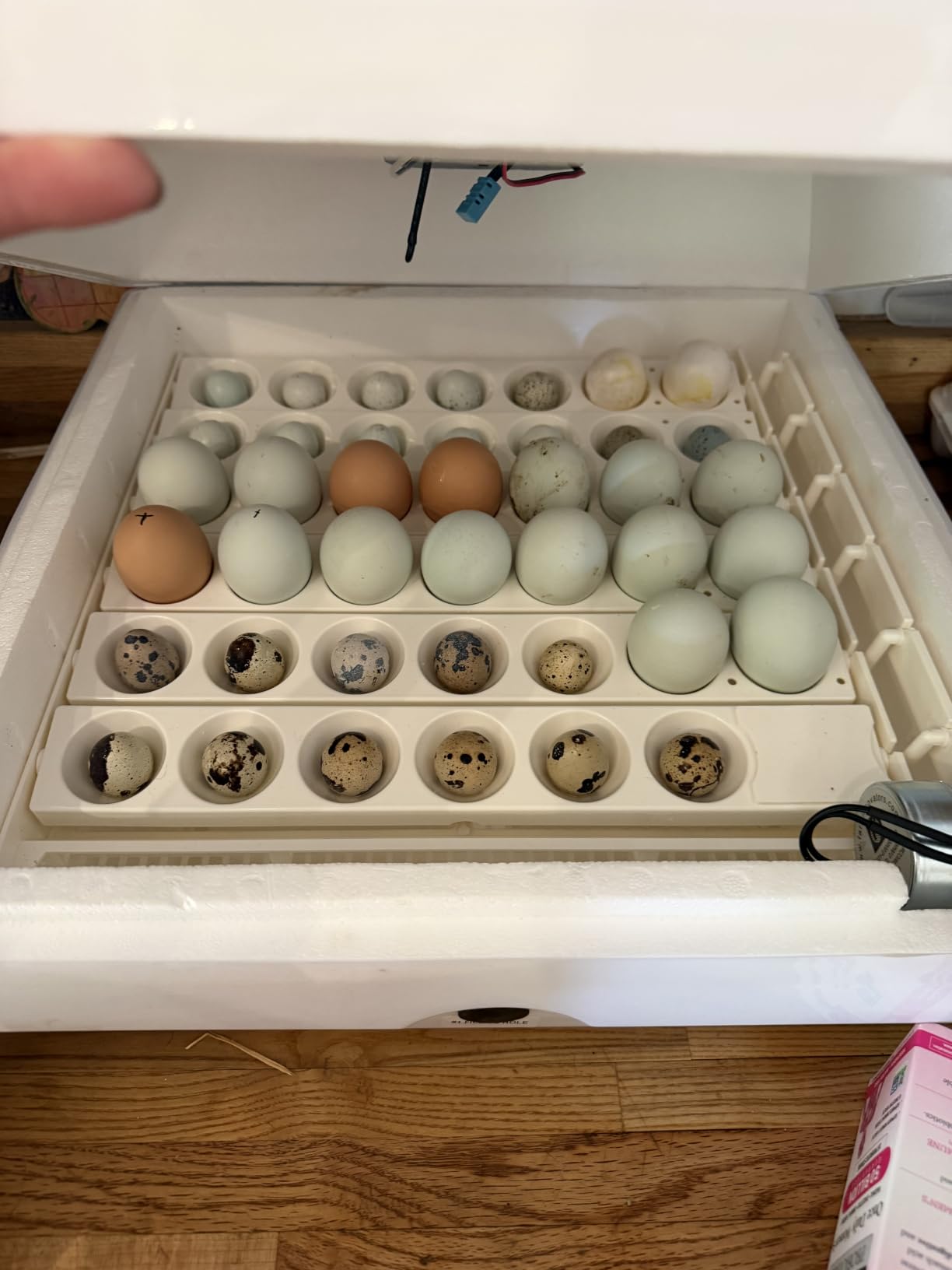 Farm Innovators 41 Egg Digital Circulated Air Incubator, Auto Turner, White customer photo 2