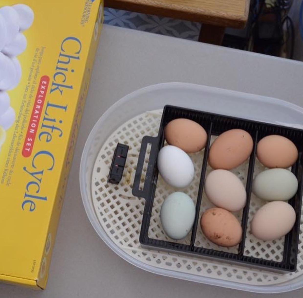 HBlife Digital Egg Incubator for Hatching 9-12 Chicken, Quail and Duck Eggs, with Fully Automatic Egg Turning and Temperature Display, Hatcher for Turkeys, Birds, Parrots and Poultry customer photo 2
