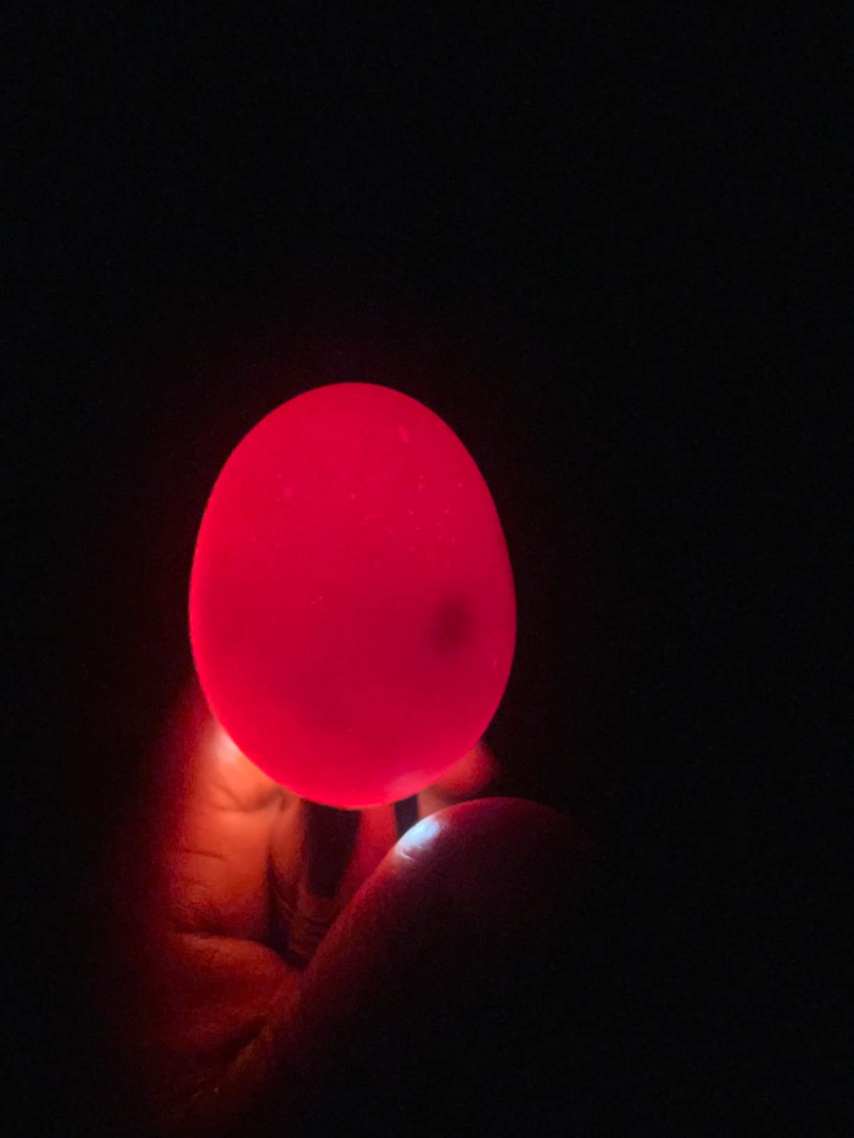 Powerful Professional LED Light Egg Candler Incubator Stainless Steel Tester for All Egg Type, Ultra Bright, Powered Portable, with Full Illustrated Egg Candling Guide (B- Include Batteries) customer photo 2