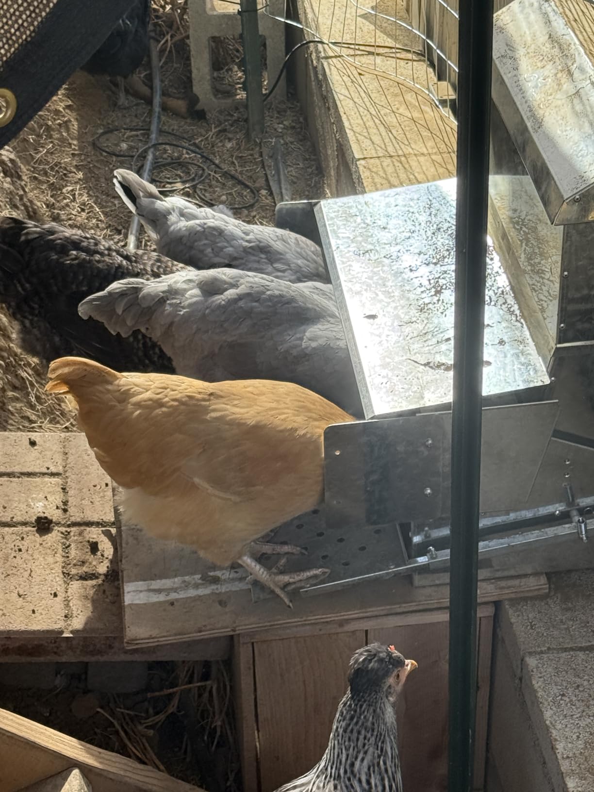 RentACoop Automatic Treadle Chicken Feeder, Rat Proof No Waste, 25 lb customer photo 1