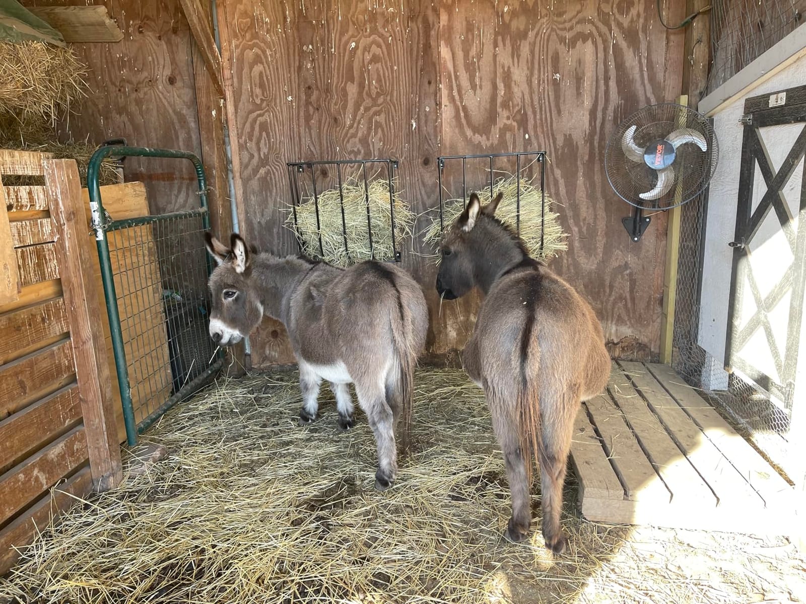 Wall Mount Hay Rack for Horses and Goat Feeder -Pack of 2: This Versatile Hay Feeder Can Also Be Used As Wall Blanket Holder Made in The USA customer photo 2