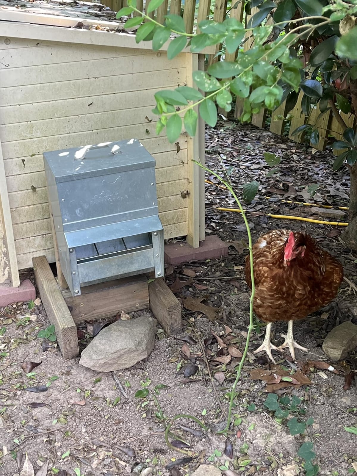 RentACoop 50lb Gravity-Fed Metal Trough Feeder with Lid & Rain Cover customer photo 2