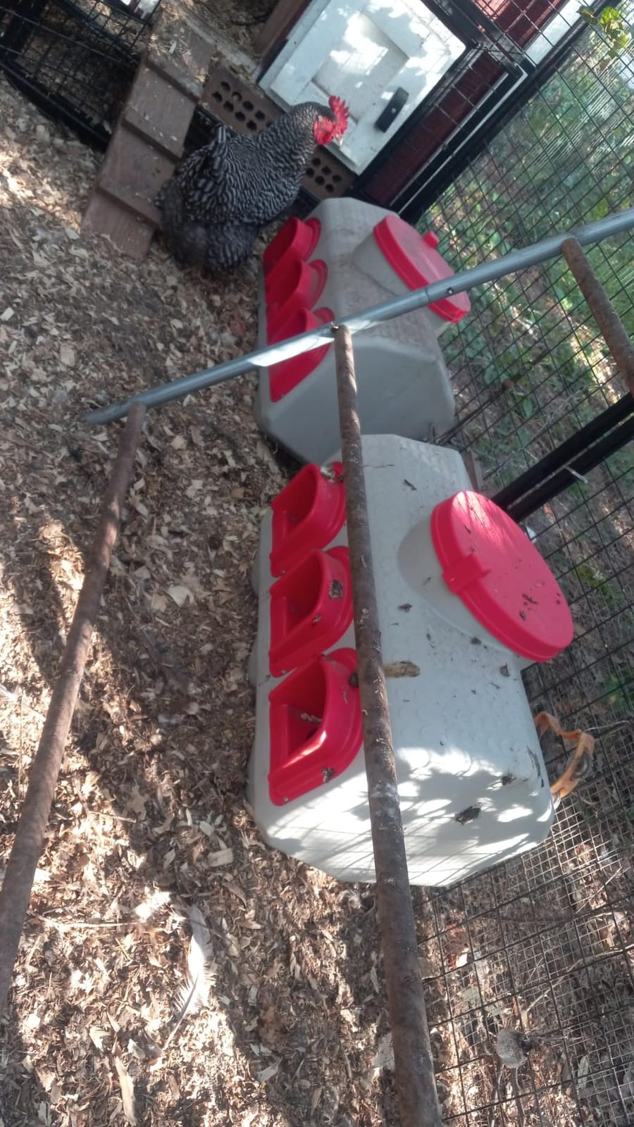 OverEZ Chicken Feeder - Holds 50 Pounds of Feed - Inside or Outside Hen Coop - Large Gravity Fed Automatic Poultry Dispenser - No Waste Rainproof Design customer photo 2