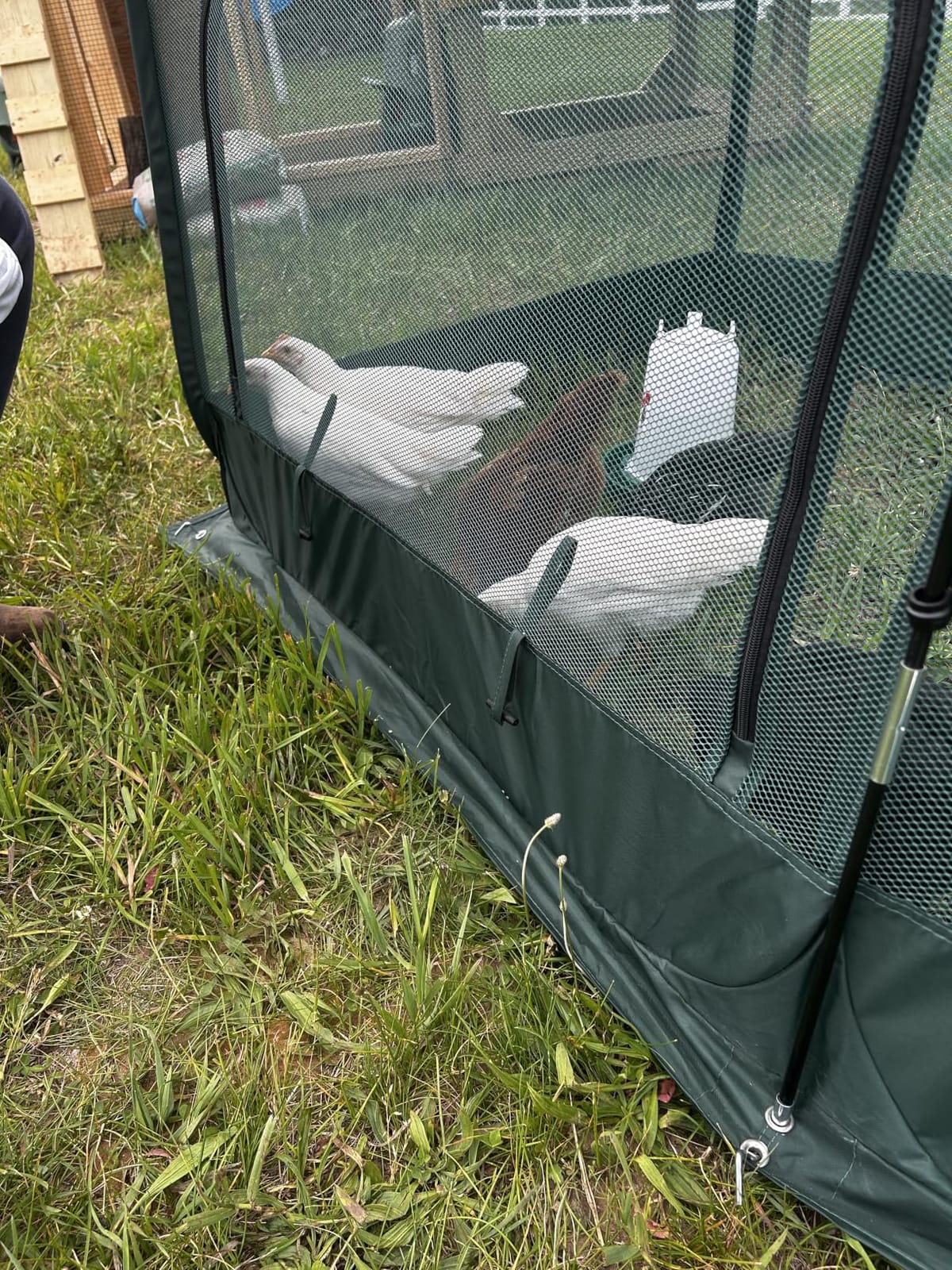 ANC POP Portable Chicken Run Large Pop-Up Chicken Pen for Small Animals Outdoor Gardening Net with 3 Doors and Handbag, Easy to Install and Storage, Green customer photo 1