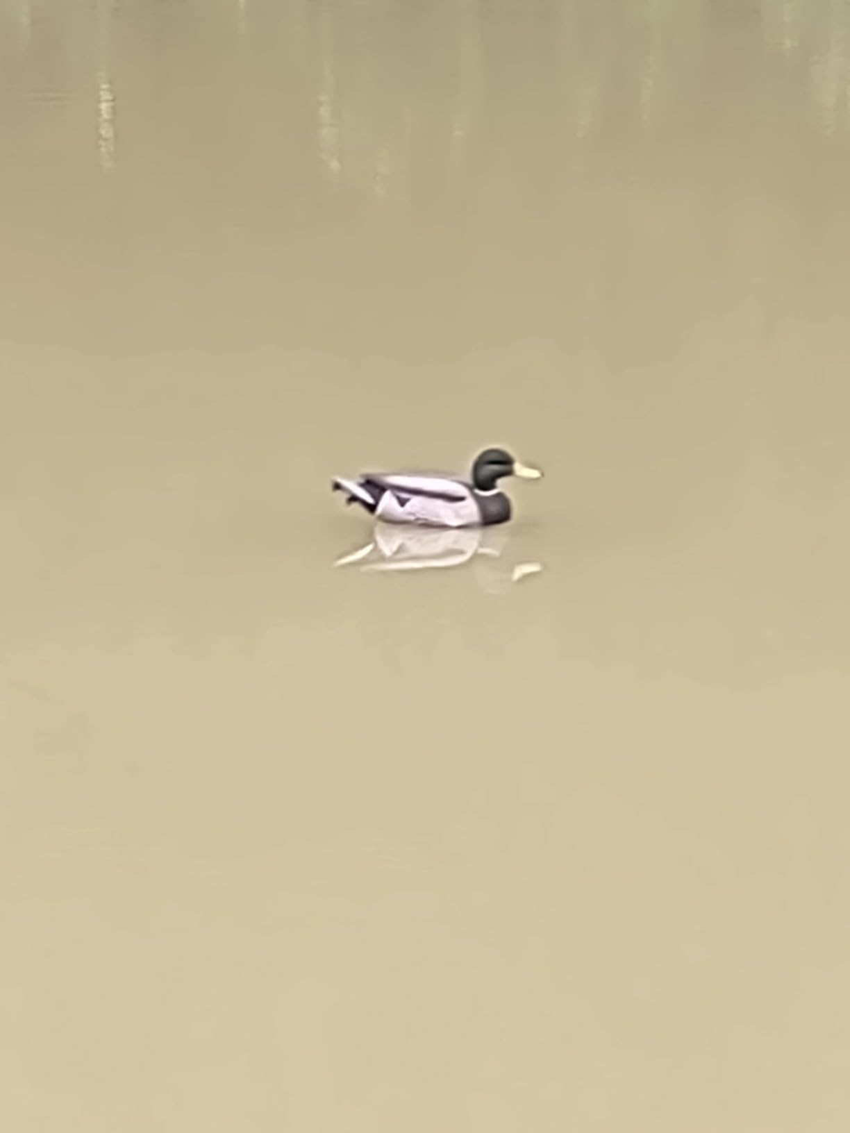 Heerweiyi Mallard Duck Decoys Popular New Material EVA Collapsible Plastic Duck Decoy Mallard Duck Decoys,Easy to Carry and use, More Cost-Effective. customer photo 1
