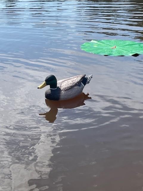 Heerweiyi Mallard Duck Decoys Popular New Material EVA Collapsible Plastic Duck Decoy Mallard Duck Decoys,Easy to Carry and use, More Cost-Effective. customer photo 2