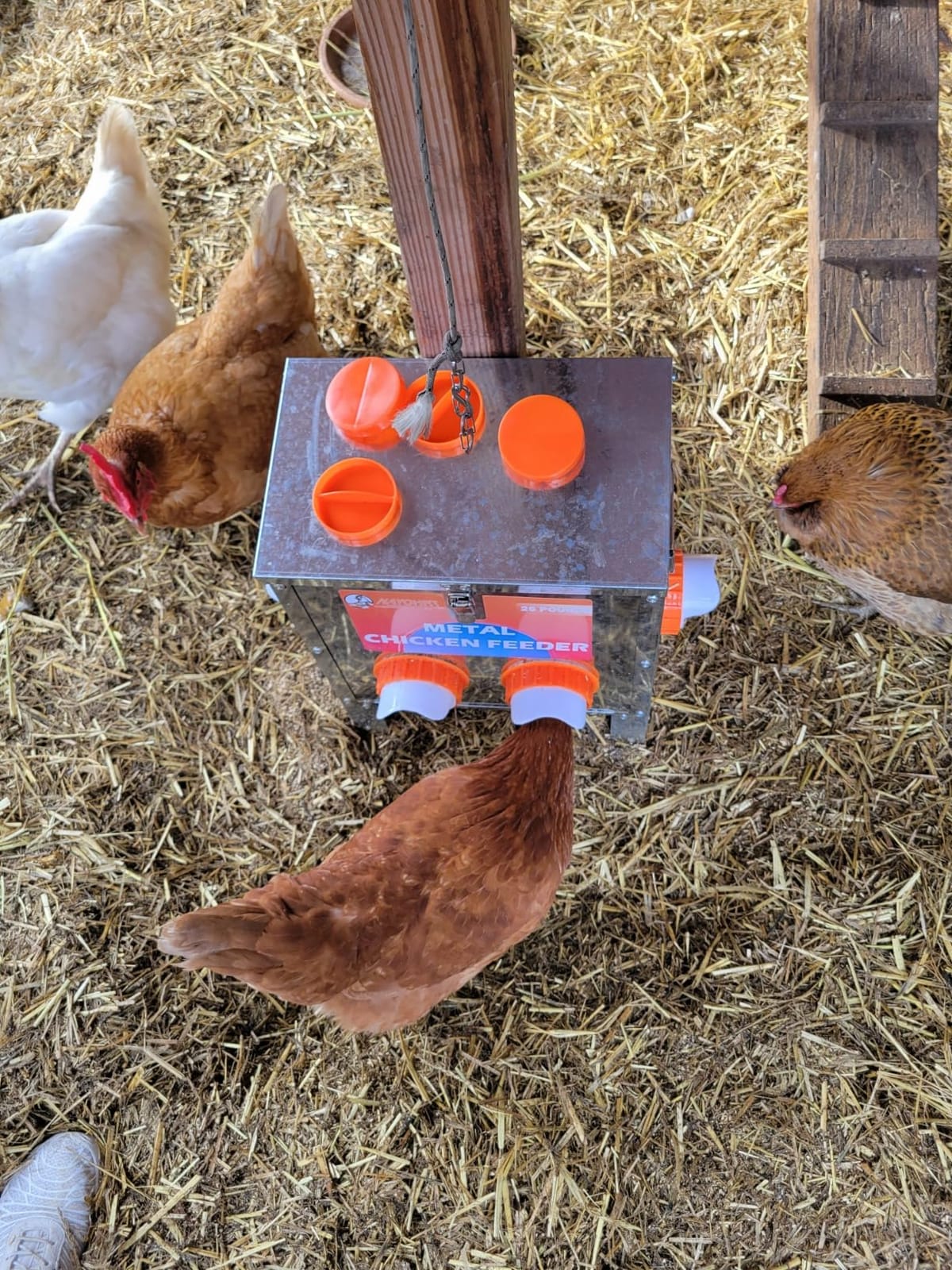 HAYOHRT 85-120LBS Capacity Chicken Feeder No Waste 10-Ports Automatic Large Poultry Feeder with Latch & Handle for Chickens Bantams Pheasants Poultry Coop Weatherproof customer photo 1