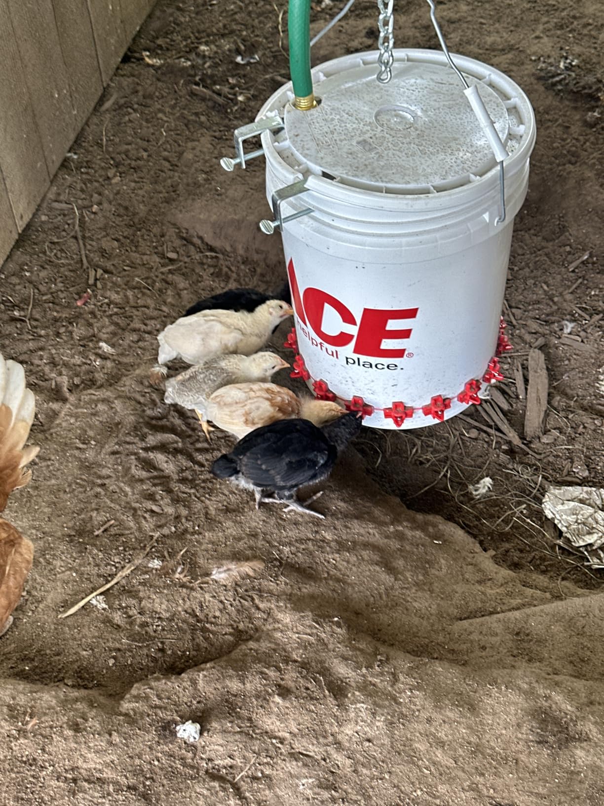 Automatic Chicken Waterer Nipples with Drill Bit (20 Pack Red) customer photo 1