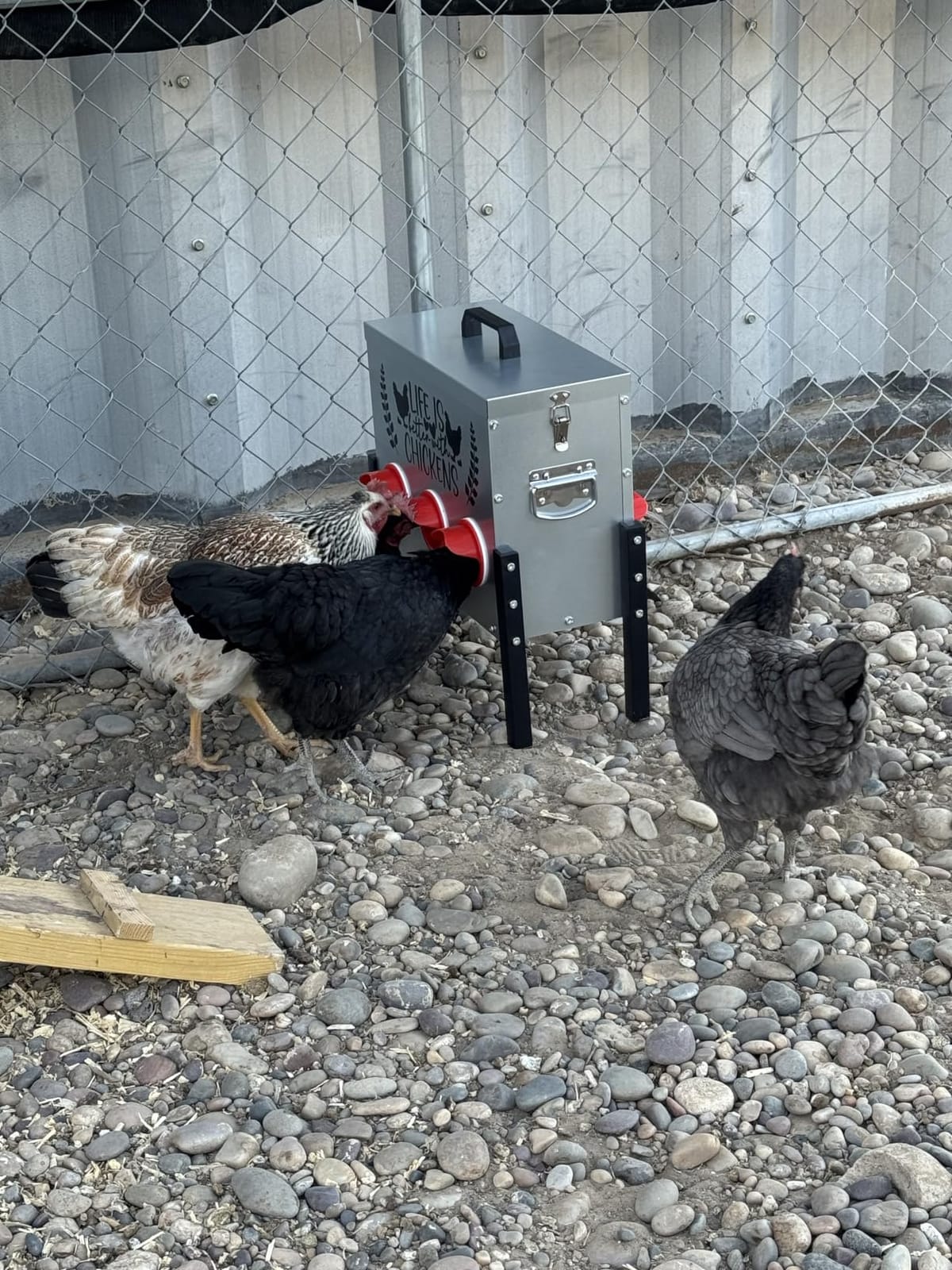 ‎Tgeyd 30 lb Chicken Feeder with 6 No-Waste Ports – Heavy-Duty Outdoor Metal Feeder with Adjustable Height, Locking Lid & Riveted Handles – Rustproof Feed Box for Poultry & Backyard Chickens customer photo 1