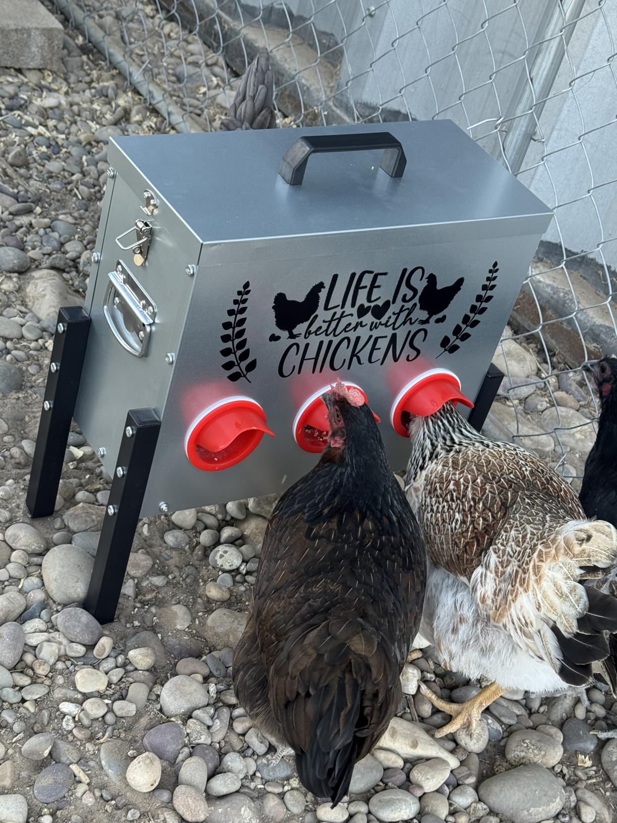 ‎Tgeyd 30 lb Chicken Feeder with 6 No-Waste Ports – Heavy-Duty Outdoor Metal Feeder with Adjustable Height, Locking Lid & Riveted Handles – Rustproof Feed Box for Poultry & Backyard Chickens customer photo 2