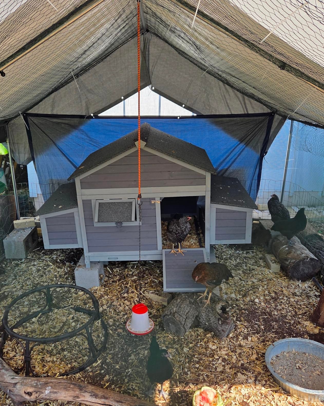 Aivituvin Chicken Coop 67.3