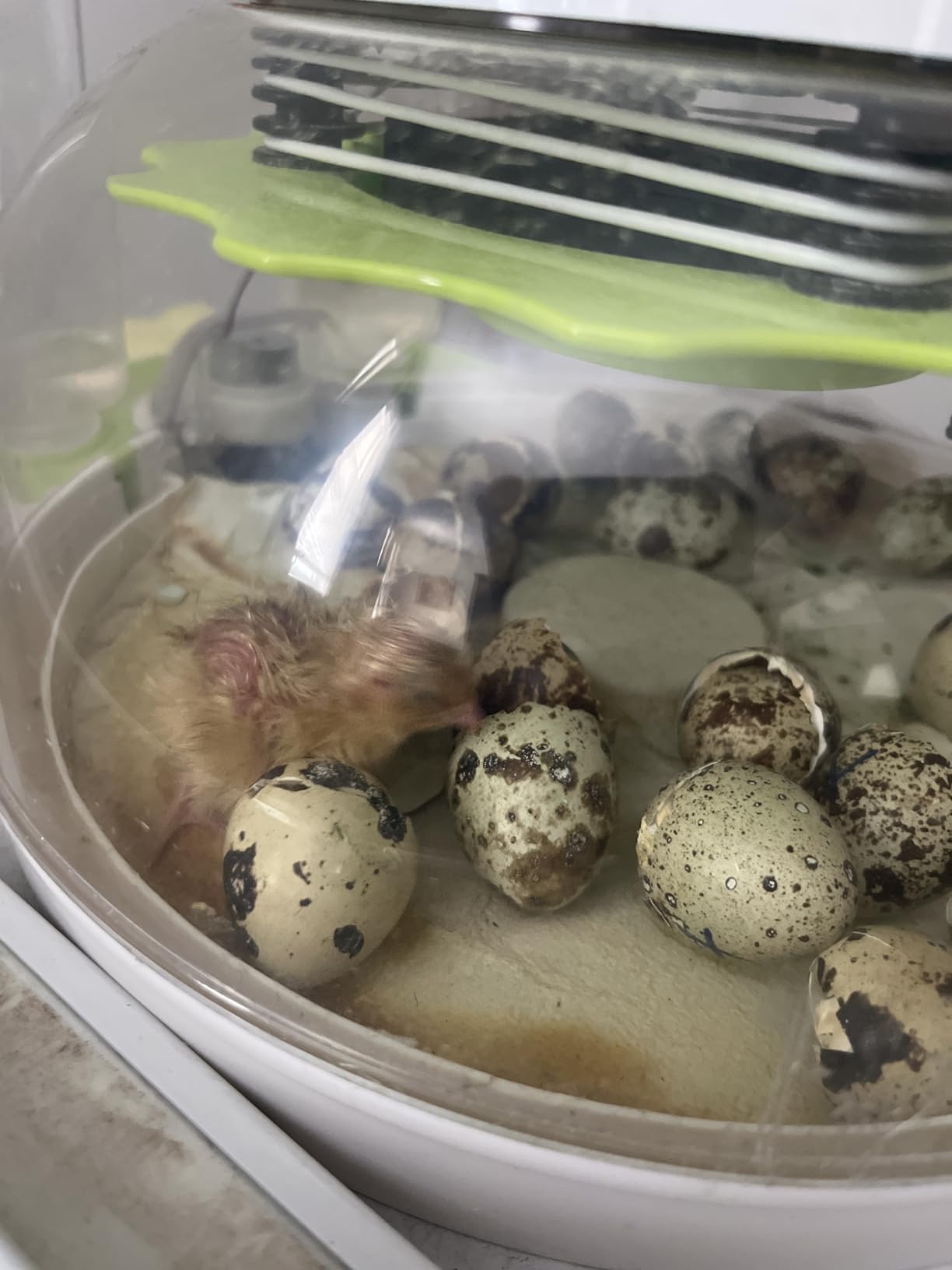 8-30 Egg Incubators for Hatching Eggs, Chicken Egg Incubator with Automatic Egg Turning, Temperature Control & Humidity Display, Egg Candler, Incubator for Chicken, Duck, Quail, Bird, 2 Egg Trays customer photo 2