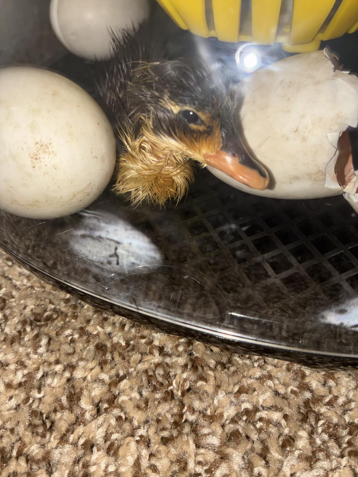 Incubators for Hatching Eggs with Automatic Egg Turning and Humidity DisplayTemperature Control Auto Water Fill Egg Candler 12Egg Hatch Chick Quail Duck Turkey Goose Parrot Bird Eggs customer photo 2