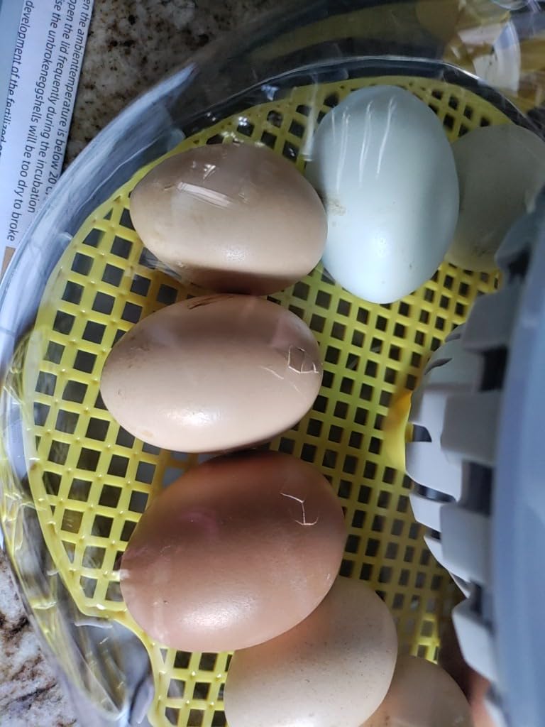Incubator for Hatching Eggs - 12 Egg Capacity, 360° Viewing for Chicken customer photo 1