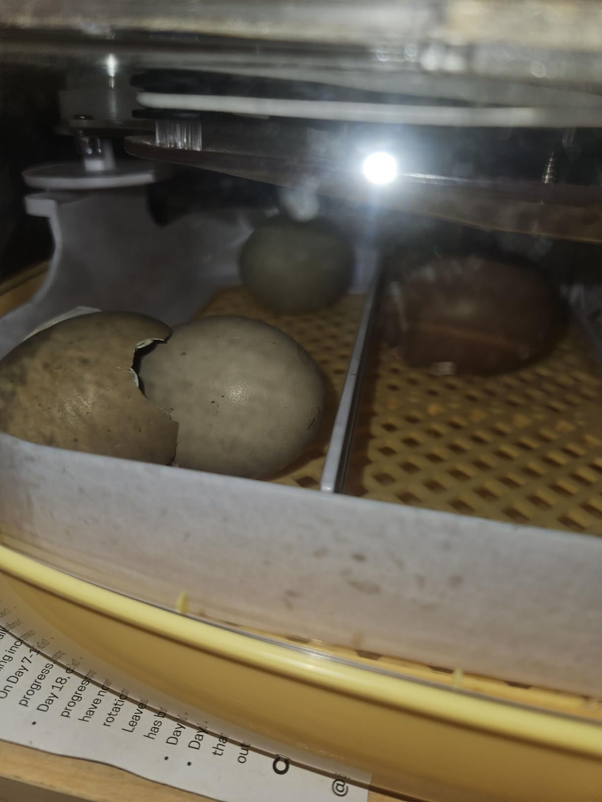 VEVOR 12 Egg Incubator, Automatic Egg Turner with LED Candler, Temperature & Humidity Control, 360° View Clear Window, Poultry Eggs Incubator for Home Farm, Hatching Chicks Ducks Goose Quail customer photo 1