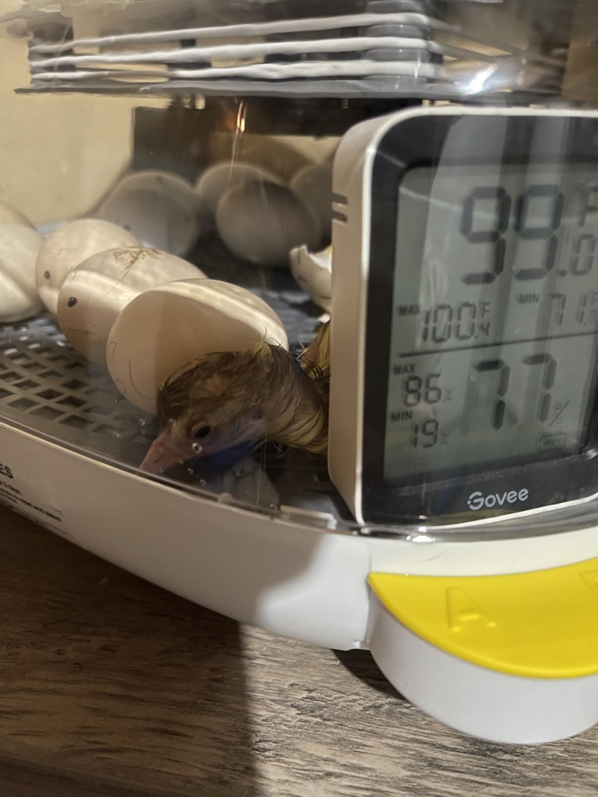 Sailnovo 24 Eggs Incubator, 4 Modes, Temp Control & Humidity Display, Grey customer photo 1