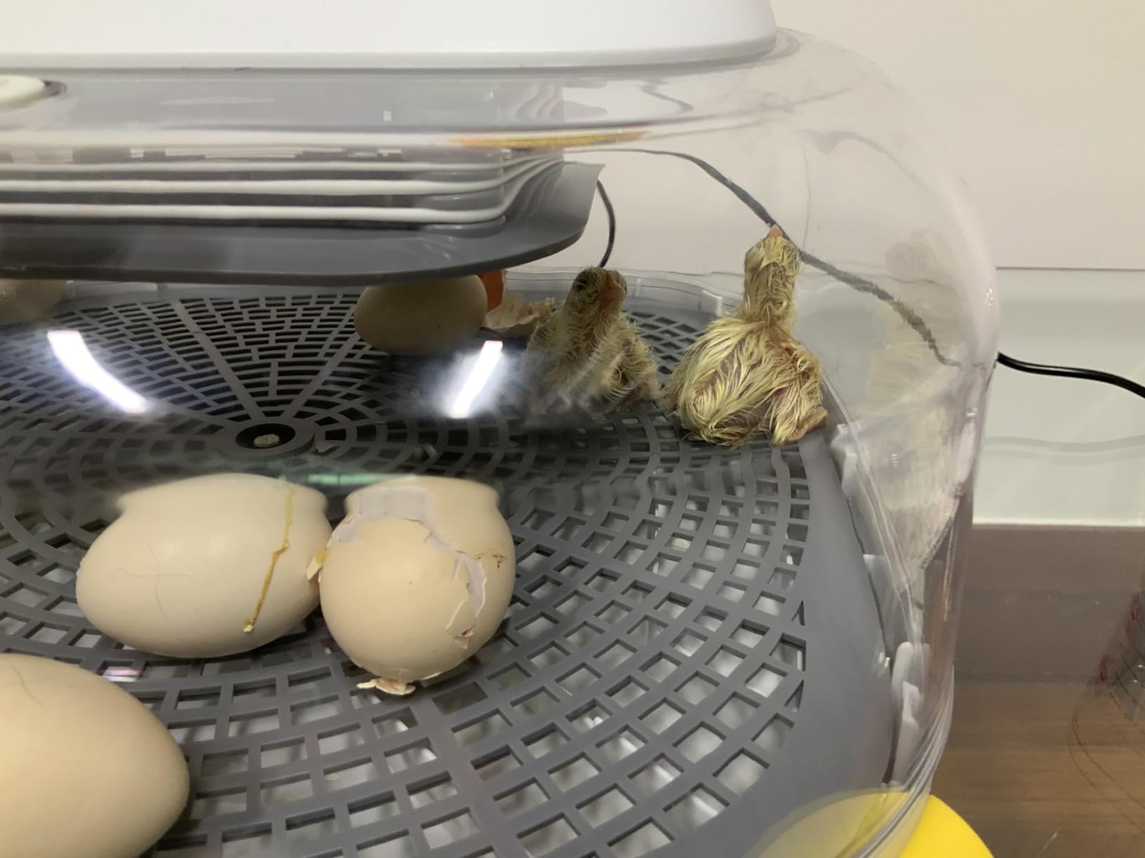 Sailnovo 24 Eggs Incubator, 4 Modes, Temp Control & Humidity Display, Grey customer photo 2