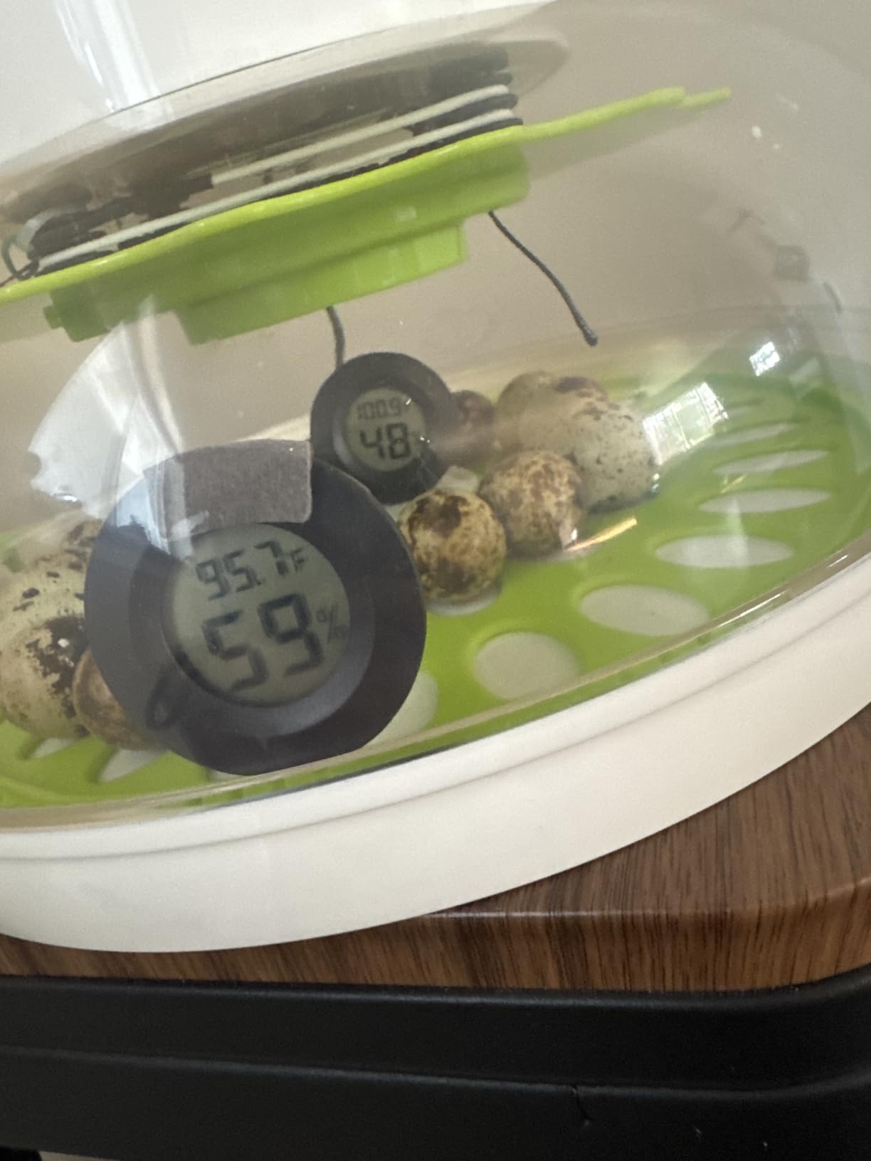 40 Quail Egg Incubator with Automatic Egg Turning Humidity Control Eggs customer photo 1