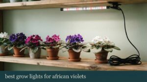 best grow lights for african violets